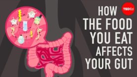 How food affects our intestines?