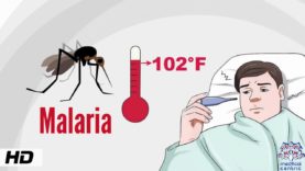 Understanding Malaria